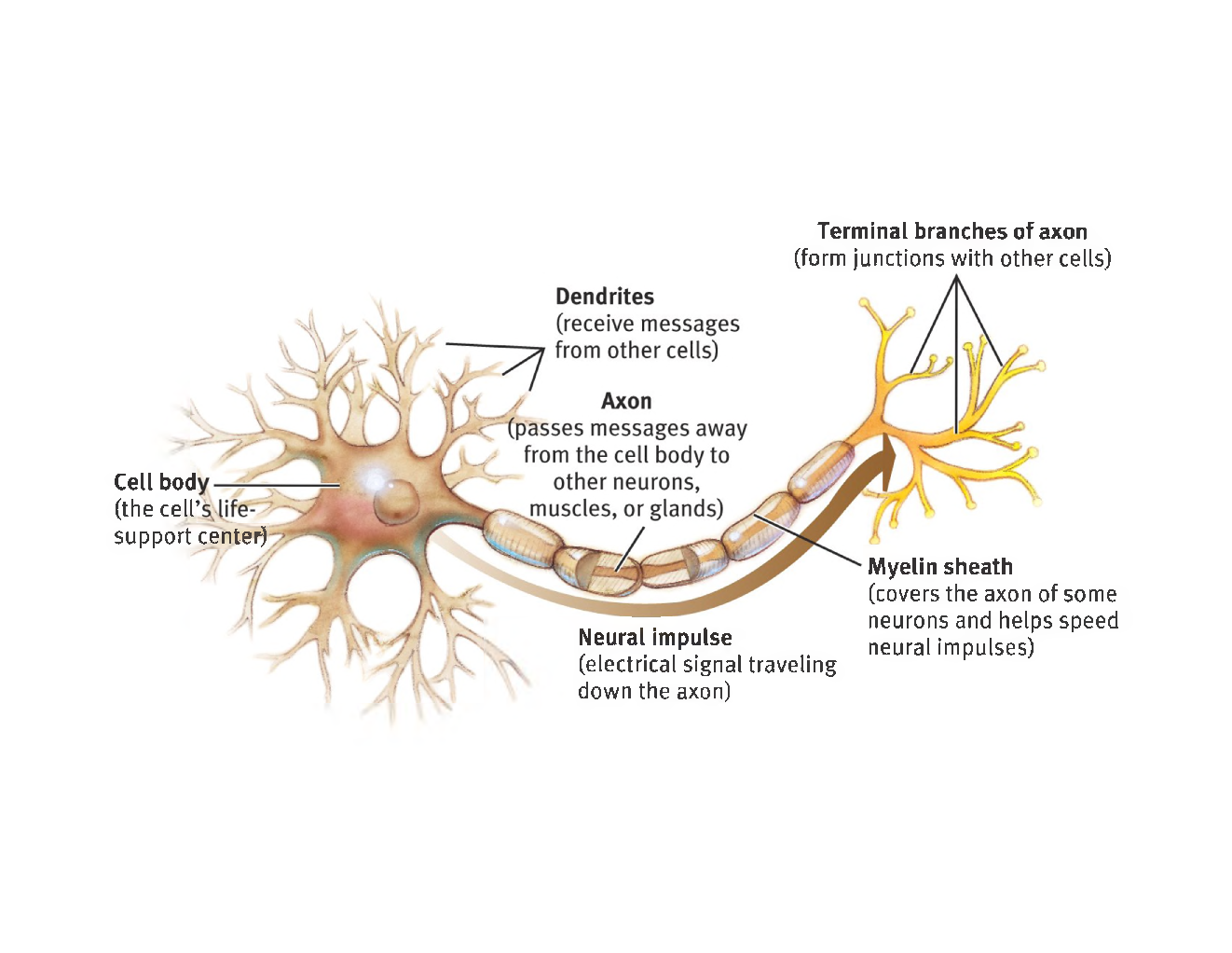 UGC NET Biological Basis Behavior Study Material For Psychology - Page 4