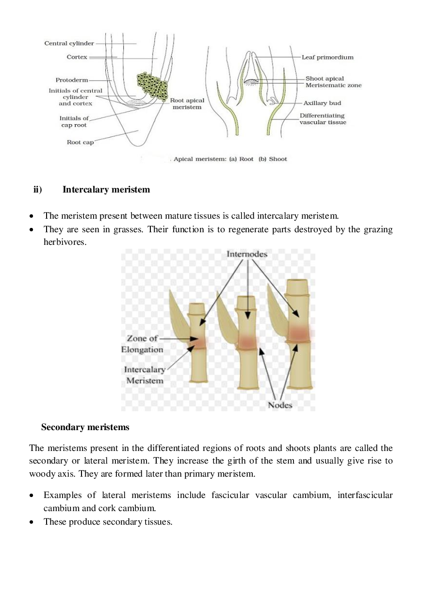 CBSE Class-11  Biology Revision Notes For Anatomy of Flowering Plants - Page 3