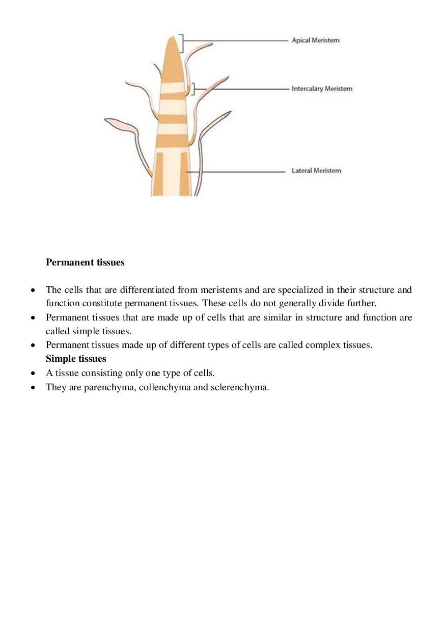 CBSE Class-11  Biology Revision Notes For Anatomy of Flowering Plants - Page 4