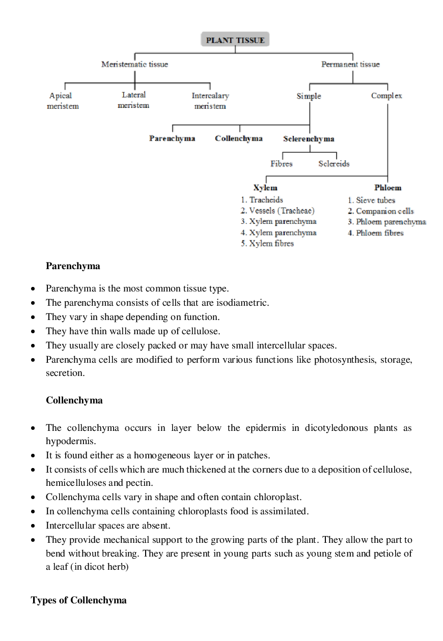 CBSE Class-11  Biology Revision Notes For Anatomy of Flowering Plants - Page 5