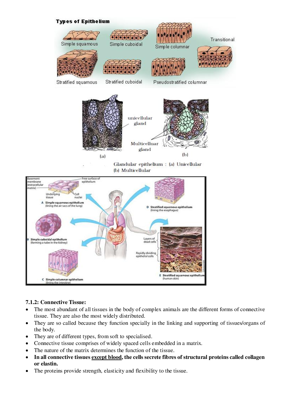 CBSE Class-11  Biology Revision Notes For Structural Organisation in Animals - Page 4