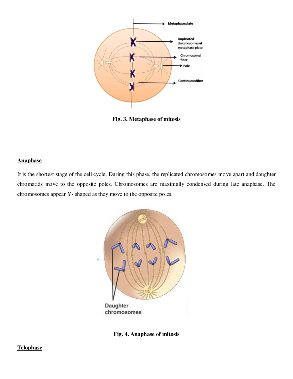 CBSE Class-11  Biology Revision Notes For Cell Cycle and Cell Division - Page 4