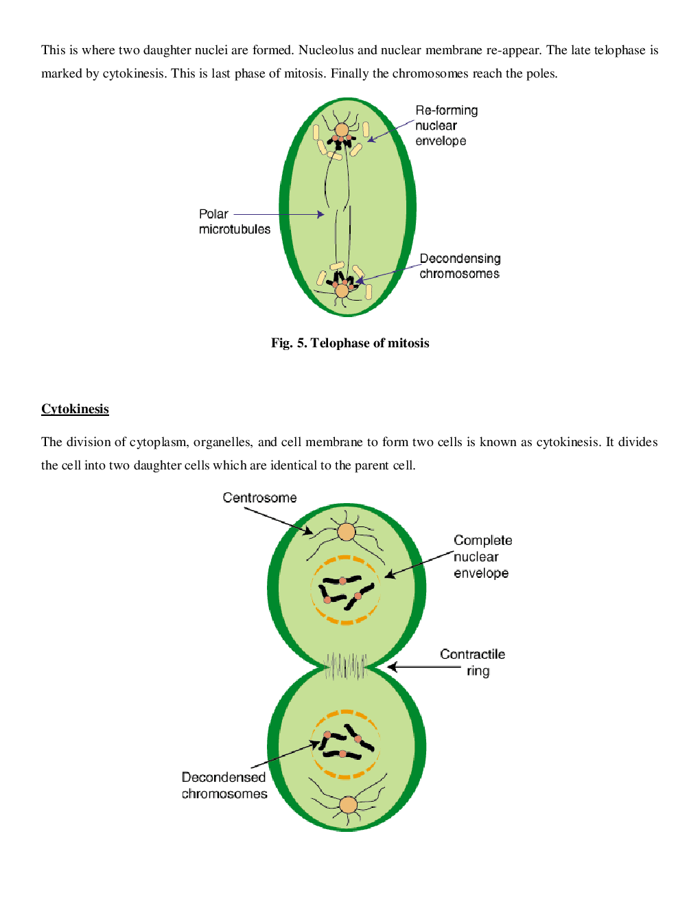 CBSE Class-11  Biology Revision Notes For Cell Cycle and Cell Division - Page 5