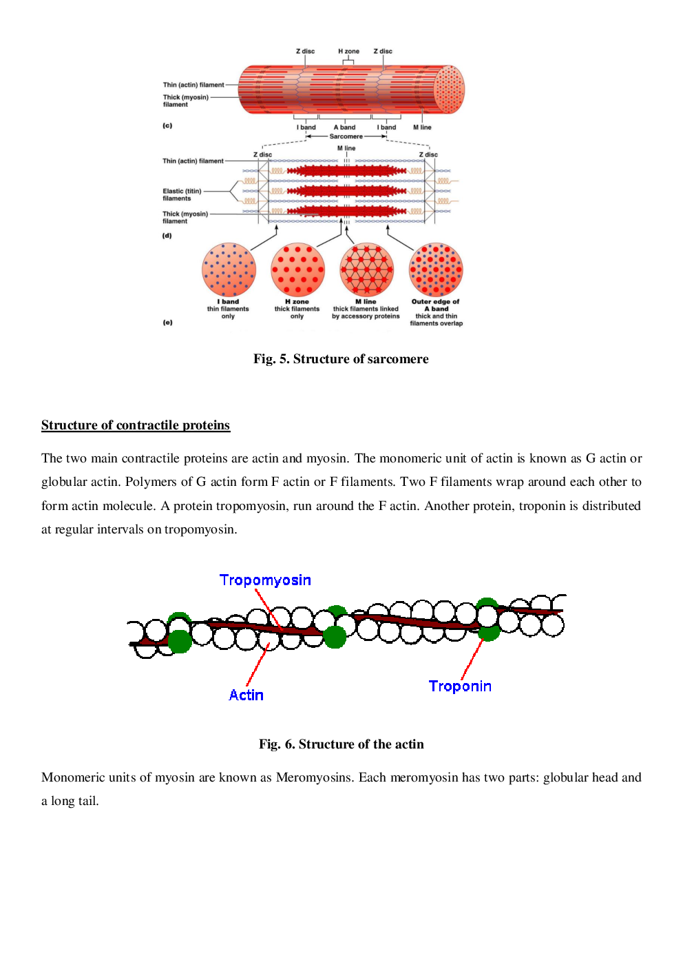 CBSE Class-11  Biology Revision Notes For Locomotion and Movement - Page 5