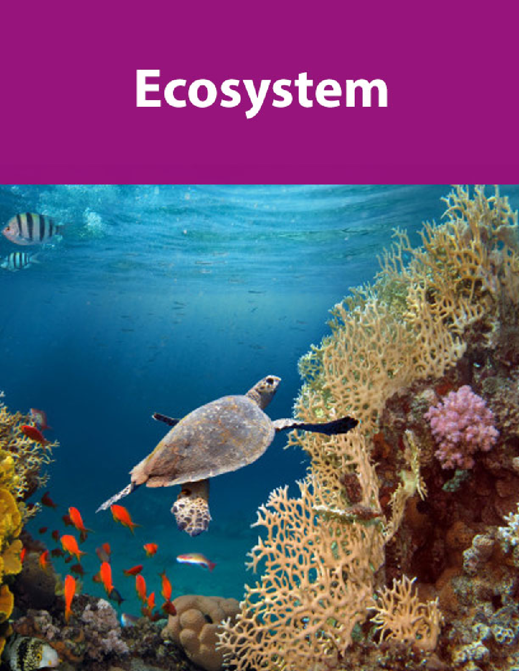 Ecosystem - Page 1