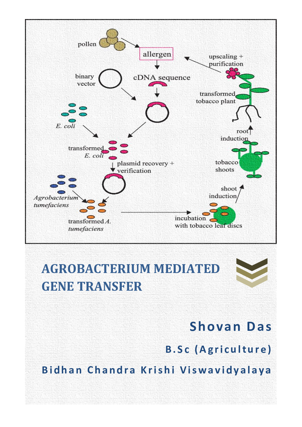 Agrobacterium - Page 2