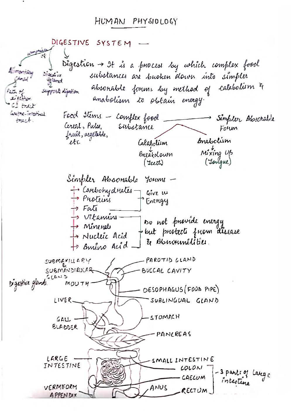 UPSC Hand Written Notes Human Physiology - Page 2