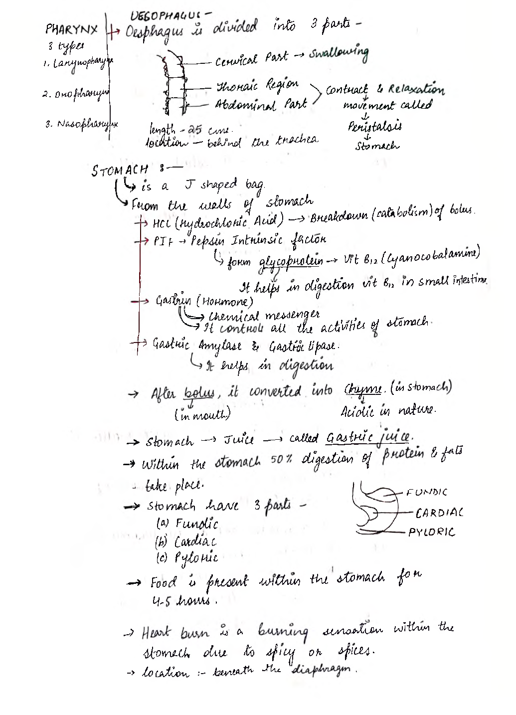 UPSC Hand Written Notes Human Physiology - Page 5