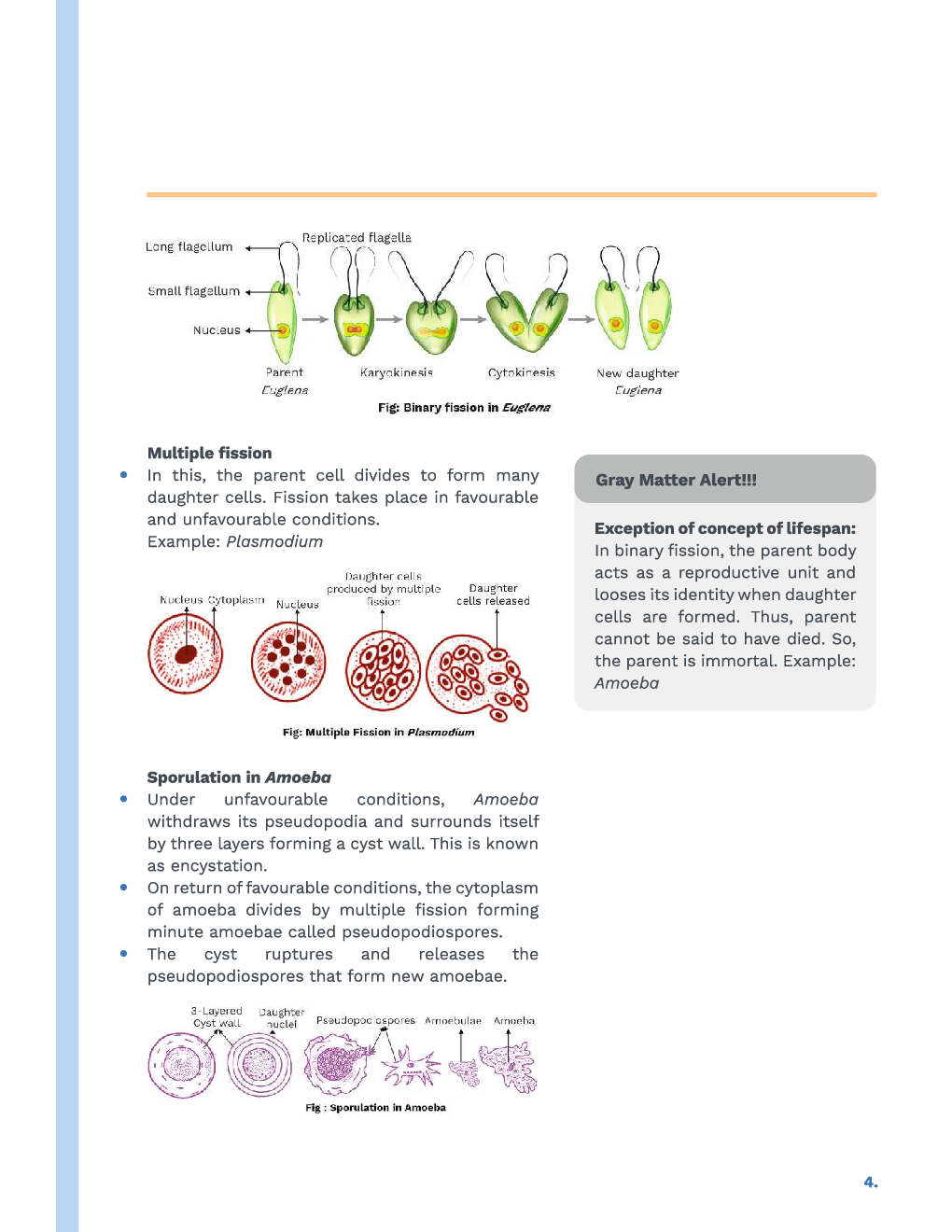 Study Notes for NEET Biology Reproduction In Organisms 2023 - Page 5