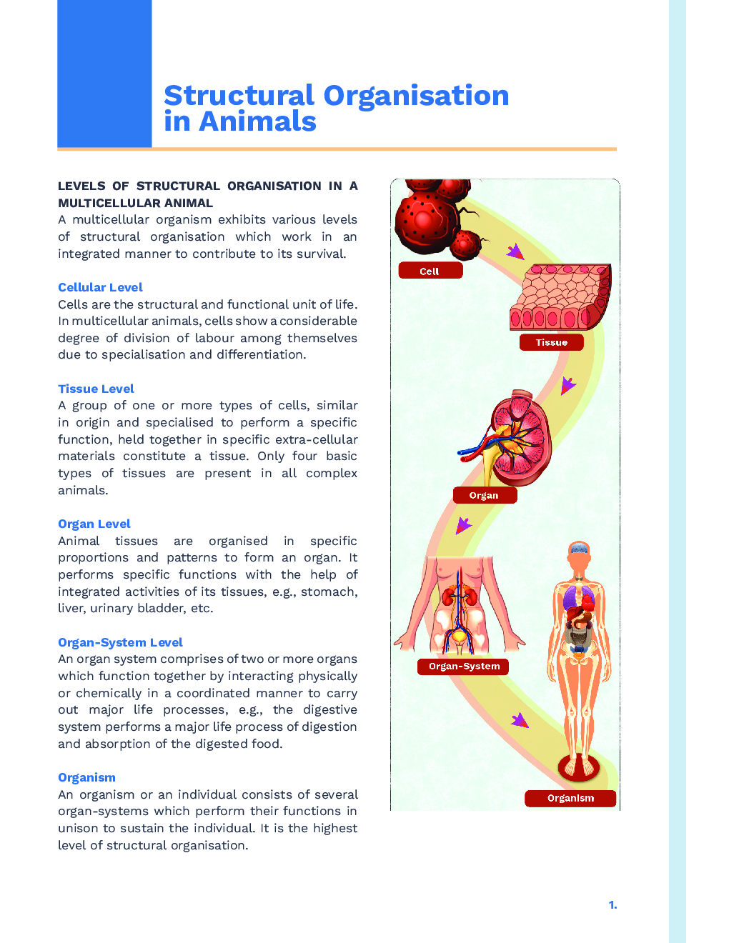 Study Notes for NEET Biology Structural Organisation In Animals 2023 - Page 2