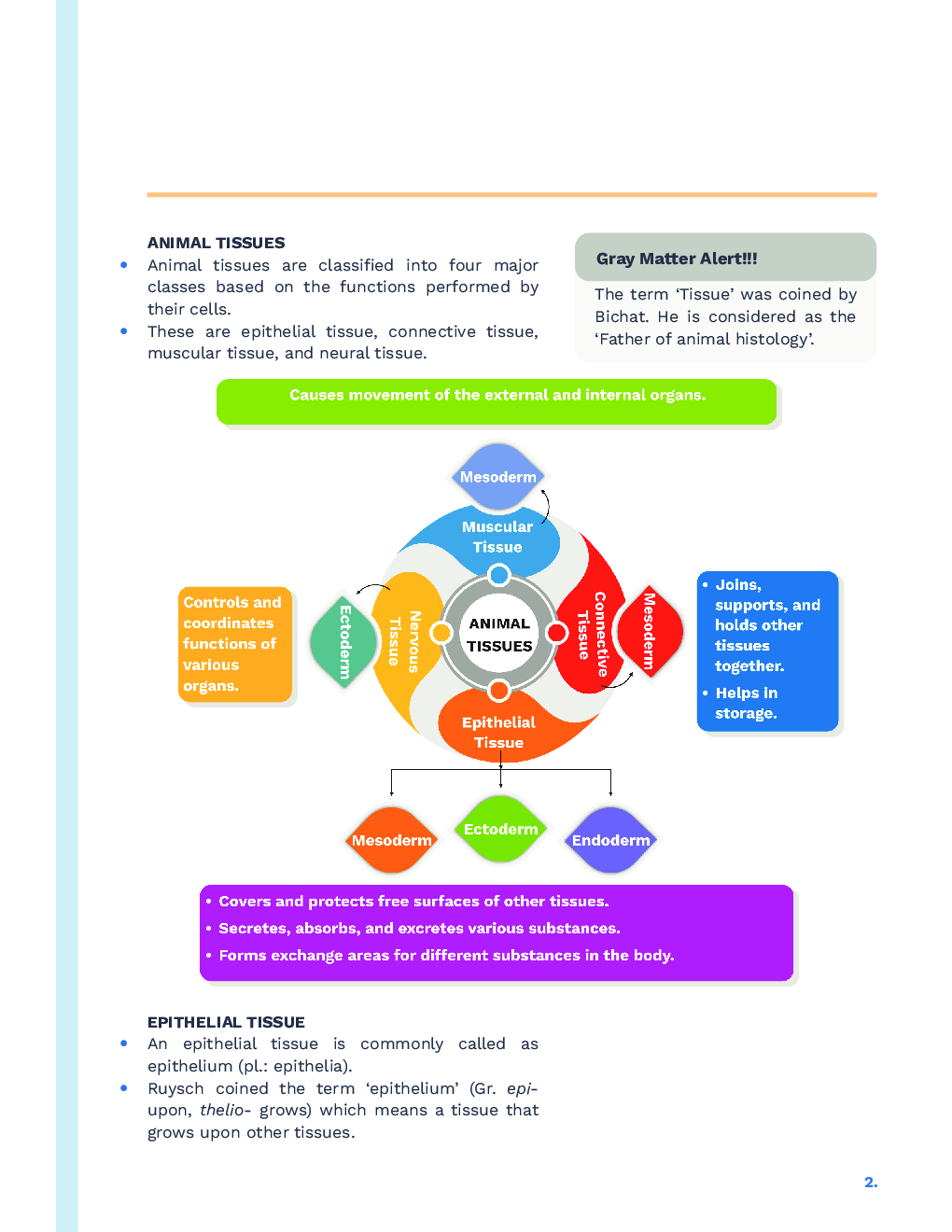 Study Notes for NEET Biology Structural Organisation In Animals 2023 - Page 3