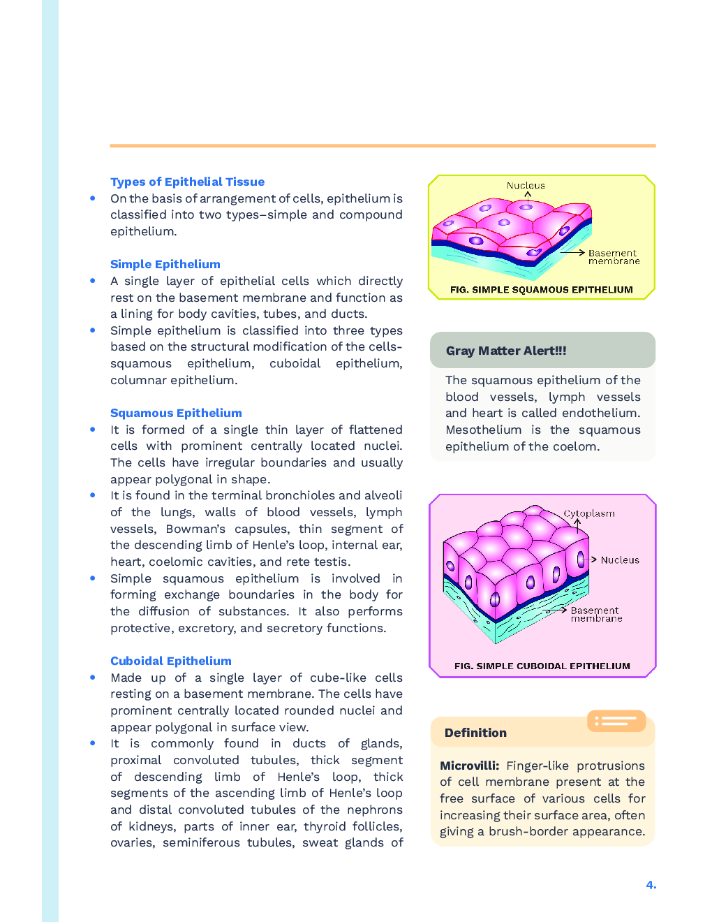Study Notes for NEET Biology Structural Organisation In Animals 2023 - Page 5