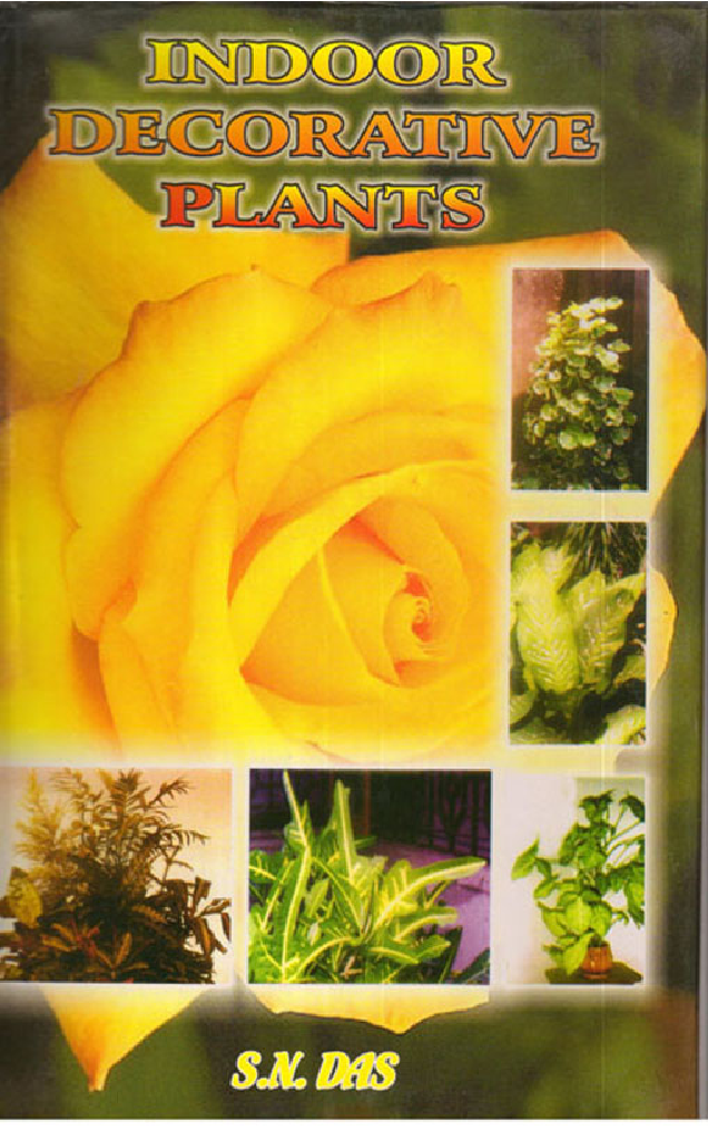 Indoor Decorative Plants - Page 1