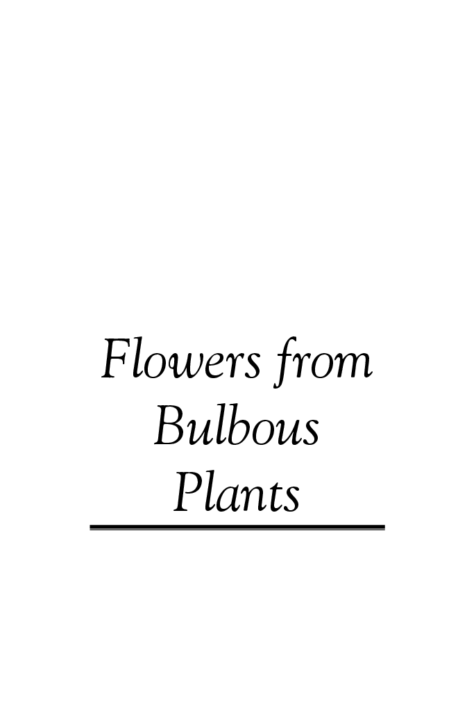 Flowers from Bulbous Plants - Page 2