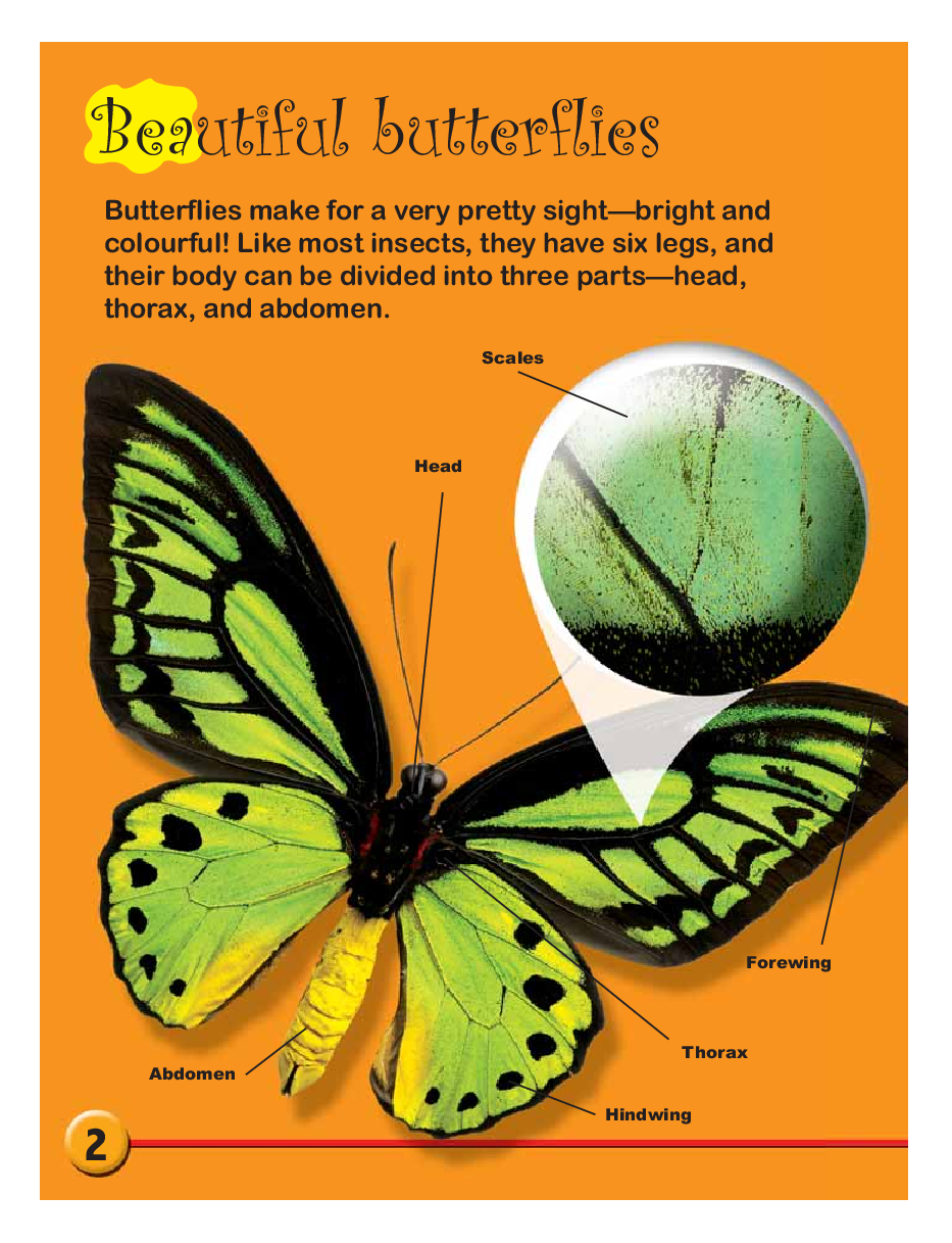 Circle of Life: Life Cycle of a Butterfly - Page 4