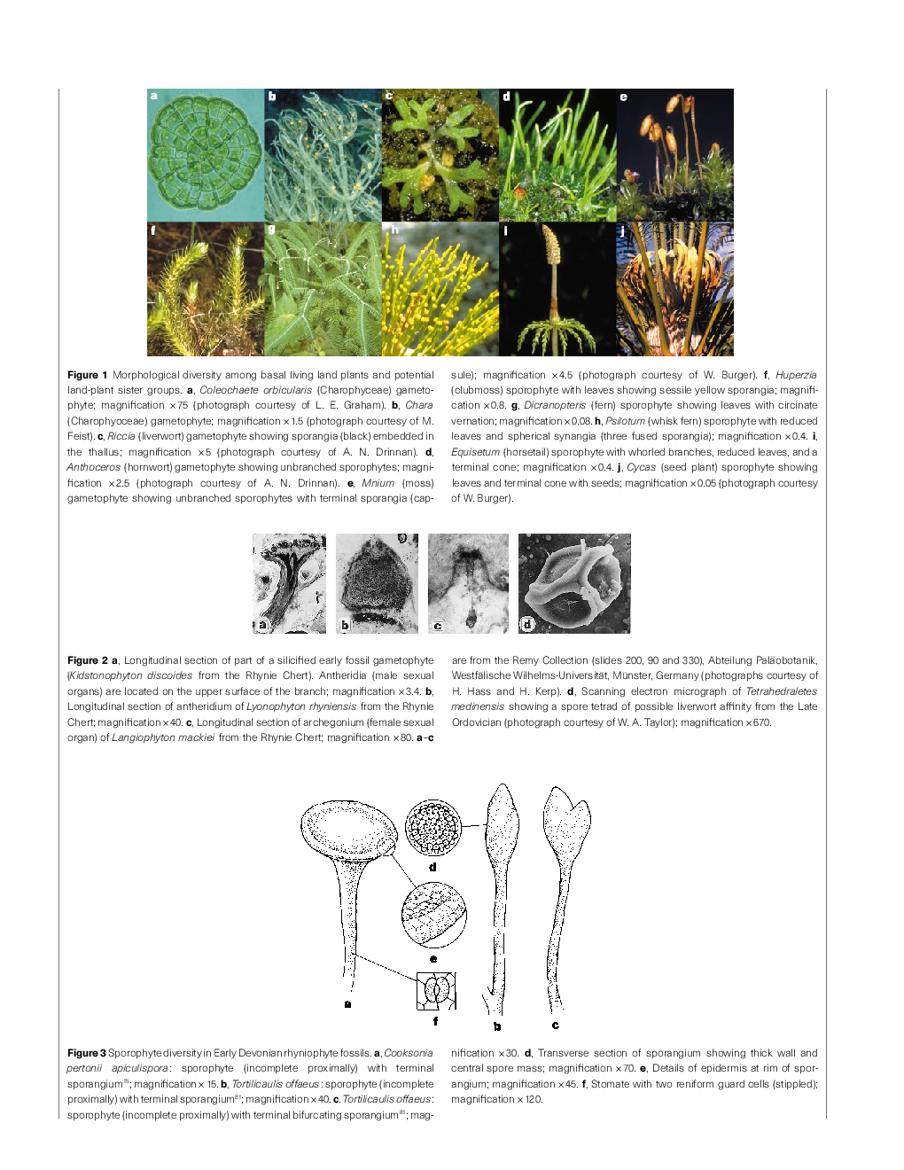 Evolution Of The Plants On Land - Page 4