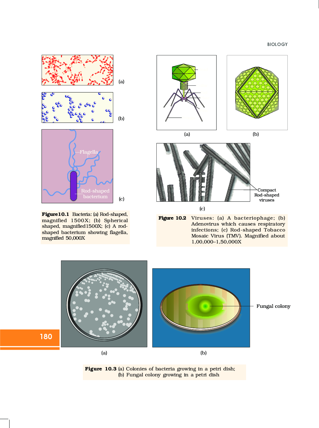 Microbes In Human Welfare - Page 3