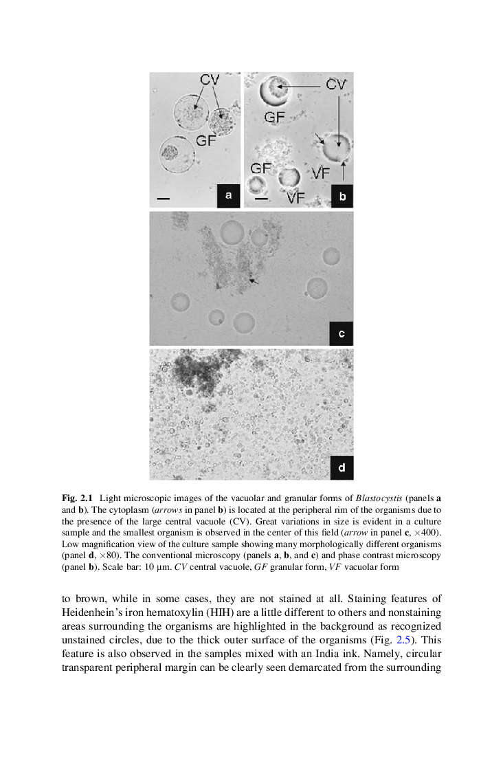 Morphology And Blastocystis - Page 4