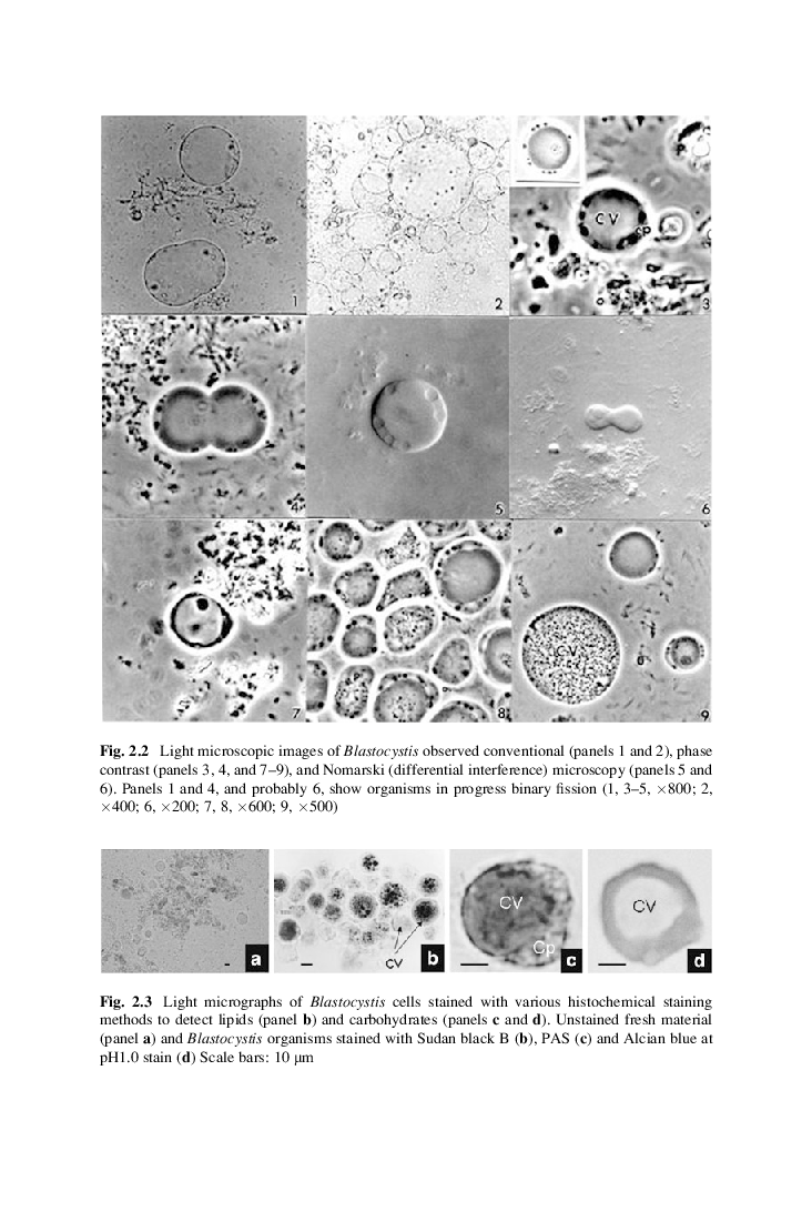 Morphology And Blastocystis - Page 5