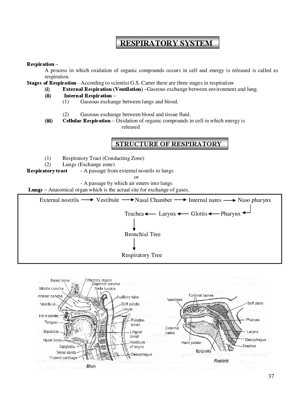Respiratory system - Page 2