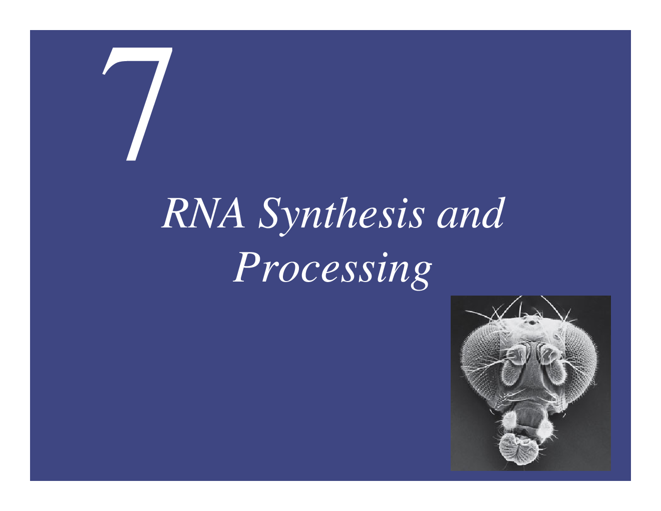 RNA Synthesis And Processing - Page 2