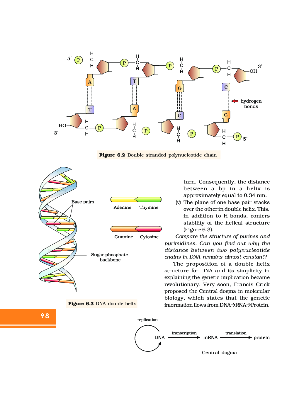Molecular Basis Of Inheritance - Page 5