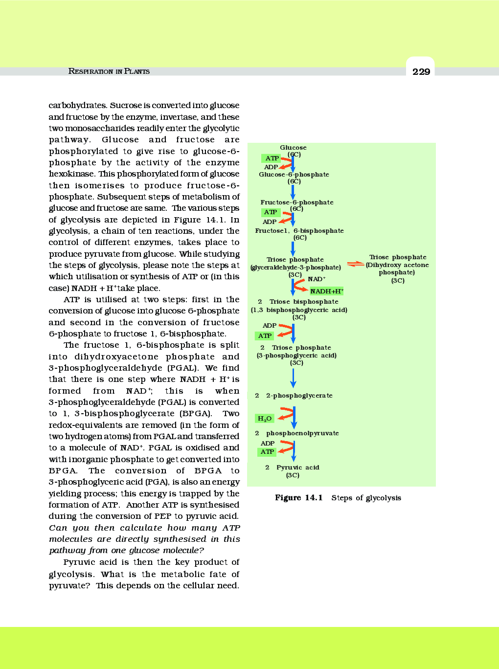 Respiration In Plants - Page 5