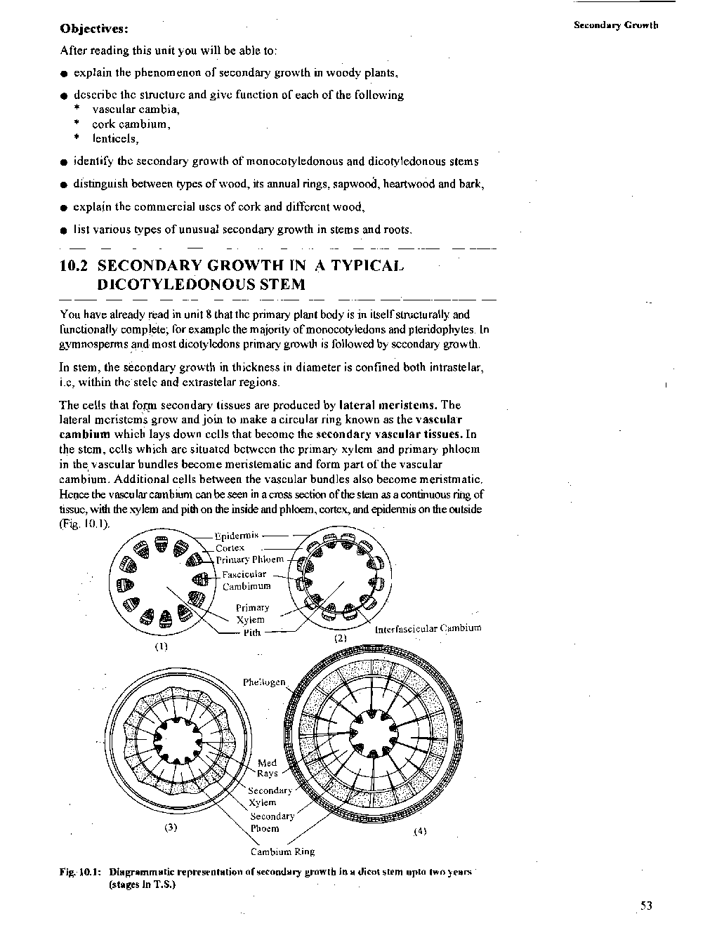 Secondary Growth - Page 3