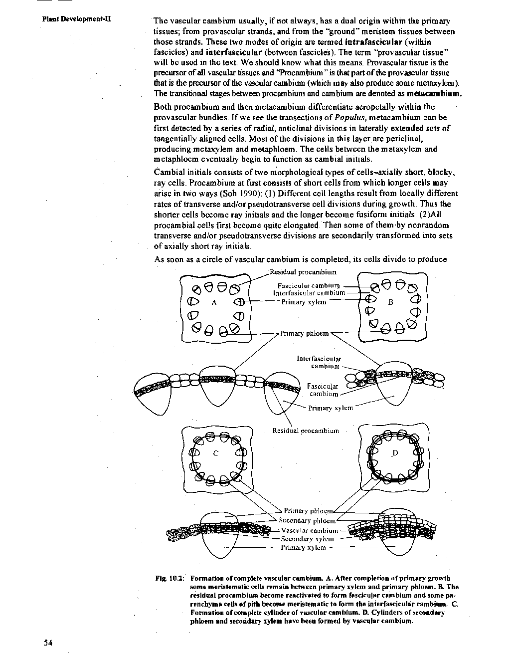 Secondary Growth - Page 4