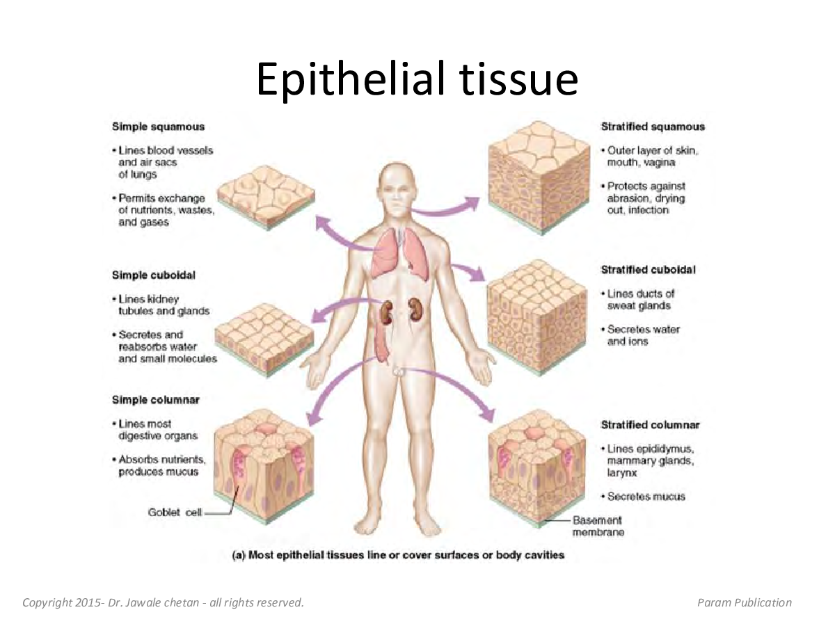 Mammalian Histology (Biology) - Page 3