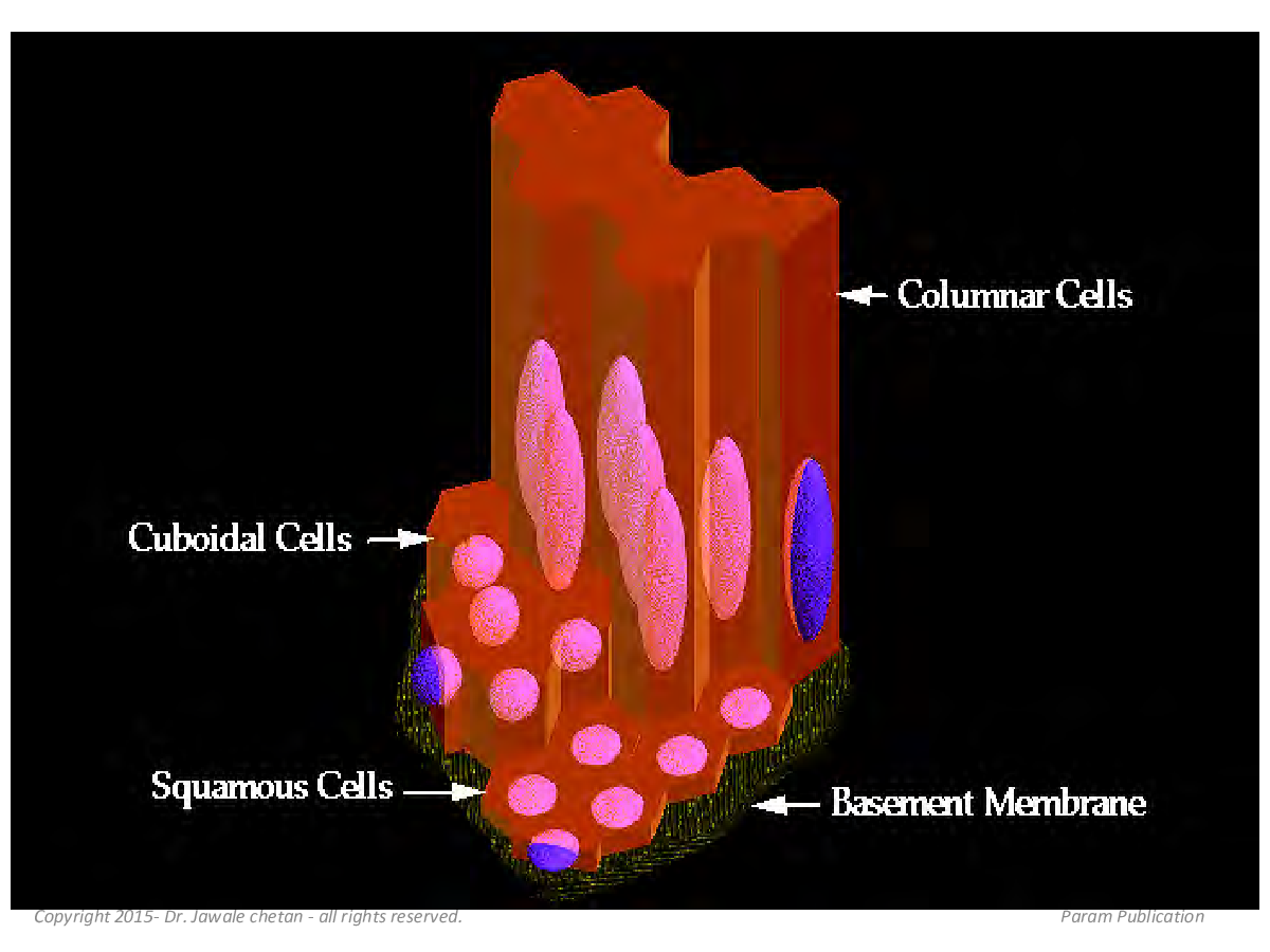 Mammalian Histology (Biology) - Page 5